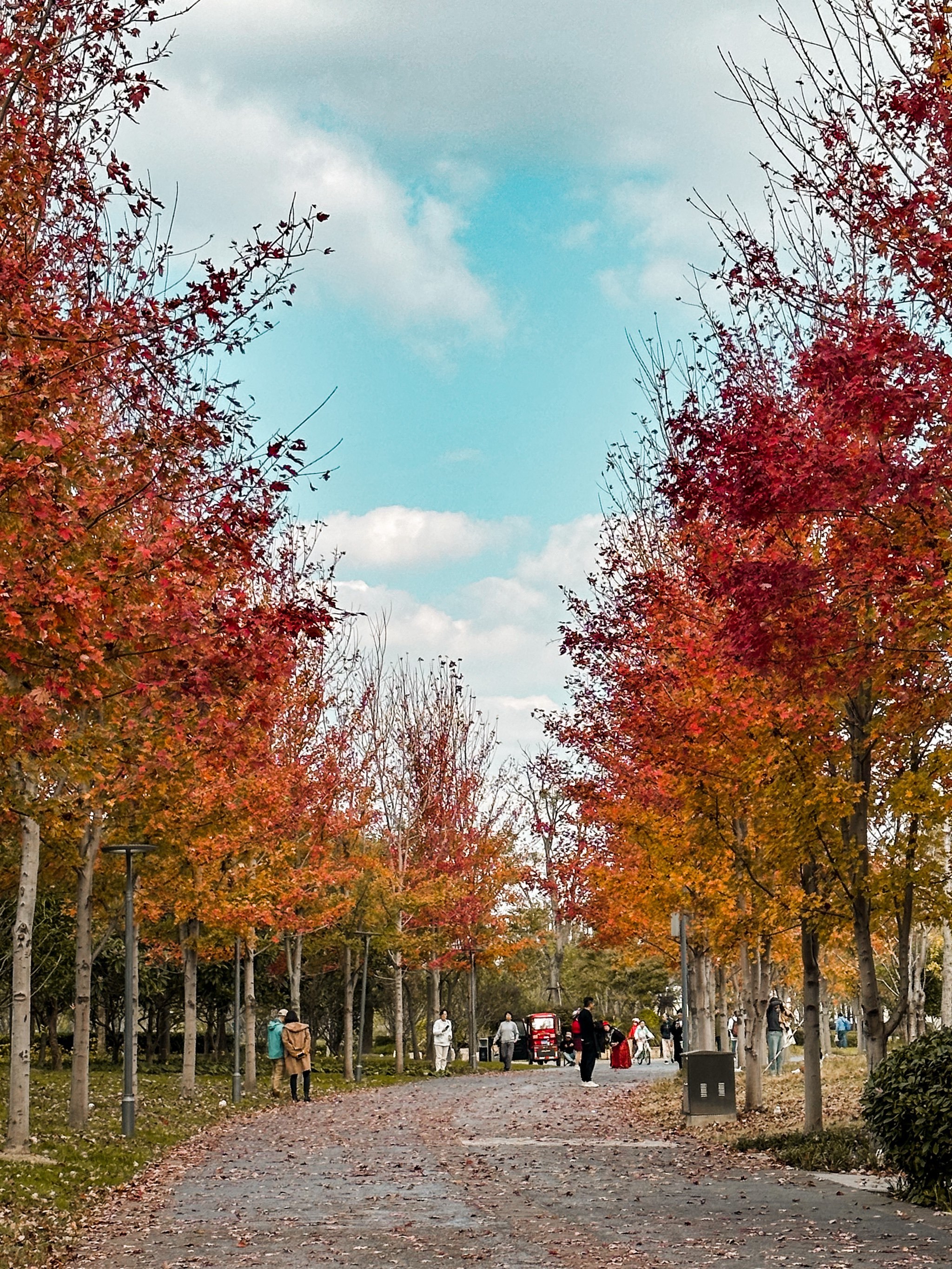 23实拍!上海第一波秋景,叶子红啦