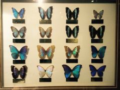 -上海昆虫博物馆