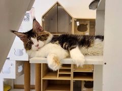 -猫域·湾主题猫咖·宠物吧(南坪城市广场店)