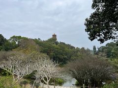 -深圳仙湖植物园