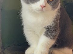 -猫猫幼稚园·撸猫·桌游·电玩
