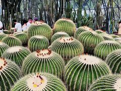 -深圳仙湖植物园