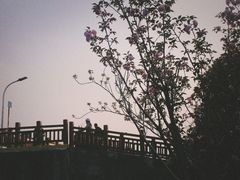 -高东镇樱花园