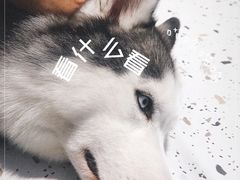 -Husky Go!哈士奇体验馆·宠物咖啡厅狗咖