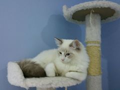 -喵的天空名猫咖啡馆·撸猫·猫舍·用品