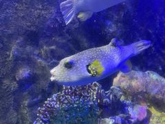 -太平洋海底世界