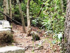 -苍山感通索道