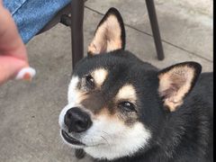 -柴犬高等学院·狗咖·柴犬售卖·宠物训练