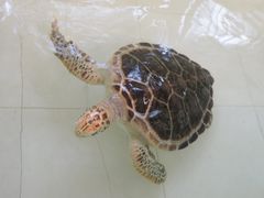 -广东惠东海龟国家级自然保护区