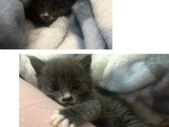 -萌兽医馆·犬猫专科·眼科中心·宠物医院(朝阳门分院)
