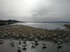 -烟墩角天鹅湖