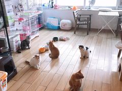 -Cappucimeow猫咪咖啡馆(韦伯时代店)