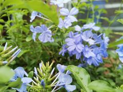 -金科花卉市场