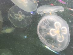 -重庆欢乐海底世界