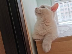 -MOYOYO猫咪咖啡店