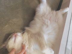 -瞄一喵猫咖(格力海岸店)