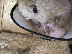 -瑞派福兴宠物医院犬猫全科·骨科·中西医结合(河东店)