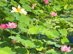 -莲花池公园
