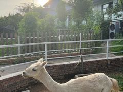 -丽泽山庄·生态怀柔菜·虹鳟鱼(红螺寺店)