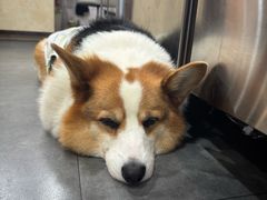 -老四川平头酸菜鱼(衙前店)