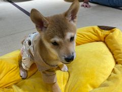 -逗柴咖啡屋·狗咖猫咖宠物桌游