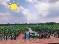 -荷塘月色湿地公园·向阳花洲