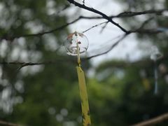 -上海鲜花港