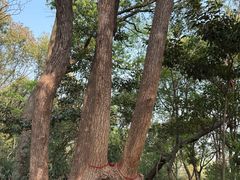 -上海佘山国家森林公园天马山园