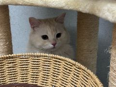 -谐和益家动物医院·免疫绝育·血液透析·宠保定点医院(高新伊藤分院)