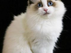 -lincat·猫舍(广州店)