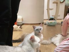 -1013 PET SHOP精品宠物商店(丁香店)