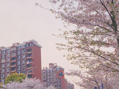 -高东镇樱花园
