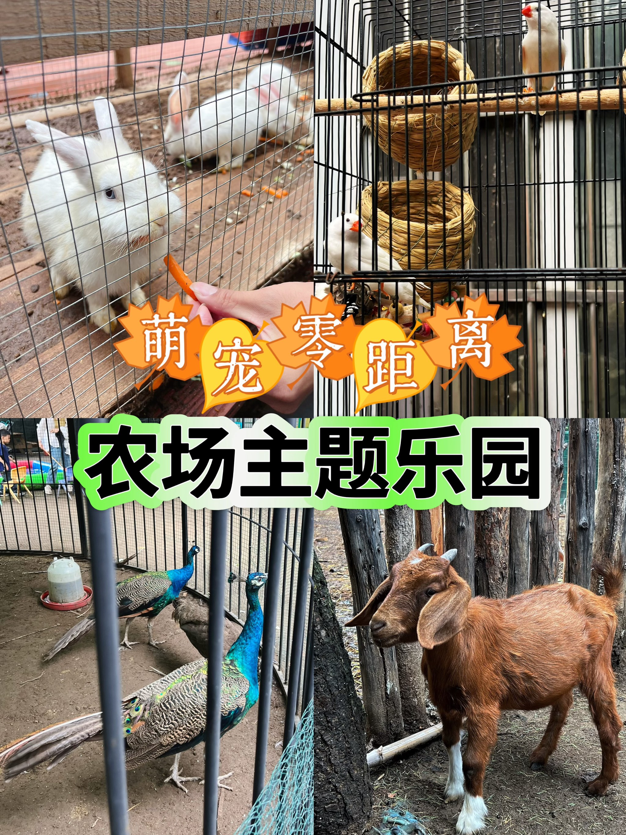 宠物乐园项目简介图片