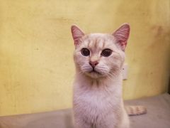 -猫色咖啡·猫咖
