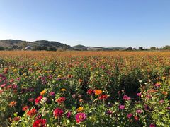-莲花山花海