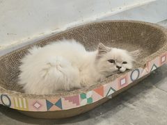 -楼上猫咖(罗湖店)