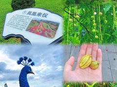 -东莞植物园