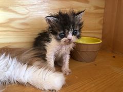 -猫的茶·猫咖