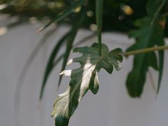 -盐说Salt Talk北美风味西餐厅(海上世界店)