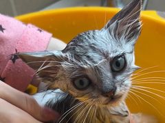 -康旭宠物医院(郑州总院)