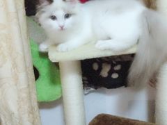 -Bastet sally猫舍购宠(静安店)
