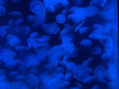 -海合安青岛极地海洋公园