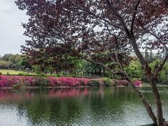 -深圳龙潭公园