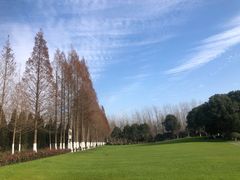 -合肥滨湖国家森林公园