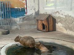 -辛玛王国游乐园