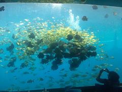 -瑞德姆美人鱼海底演艺主题餐厅(亚龙湾店)