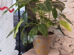 -常识咖啡common sense(春熙路店)