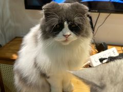 -李小姐の猫咖啡馆(五角场店)