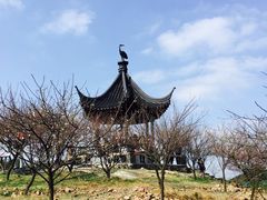 -香雪海
