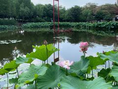 -陈家山荷花公园